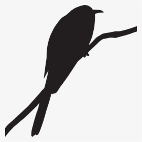 Road Runner Bird Png - Cuckoo Bird Png, Transparent Png, Transparent PNG