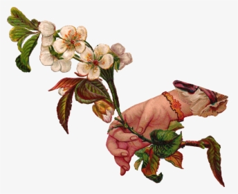 Hand Wht Flwr Branch Scrap-png Victorian - Botanical Illustration Transparent, Png Download, Transparent PNG