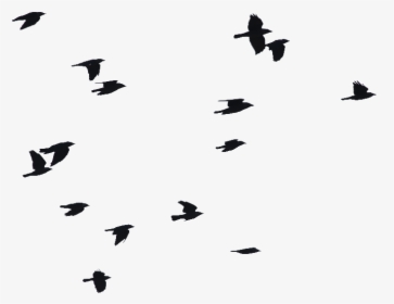 Clip Art Birds Flying Png Image - Birds Flying Silhouette Png, Transparent Png, Transparent PNG