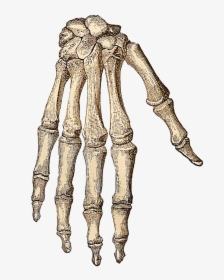 Transparent Skeleton Hand Png, Png Download, Transparent PNG