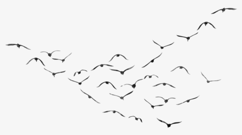 Download Bird Png - Bird Picsart, Transparent Png, Transparent PNG