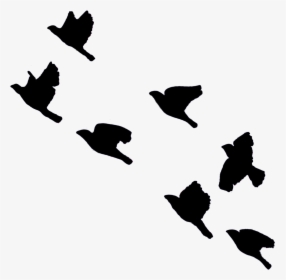 #birds #bird #fly #sky #blackbirds #flying #blackcolor - Black Birds Flying In Sky, HD Png Download, Transparent PNG