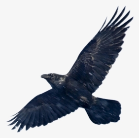 Blackbird Png Image - Black Bird With Wings Spread, Transparent Png, Transparent PNG
