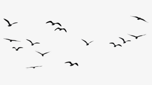 Flock Of Birds Png Images Transparent Free Download - Birds Flying In The Sky Drawing, Png Download, Transparent PNG