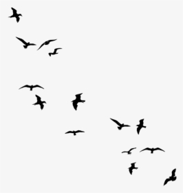 Bird Flight Silhouette Drawing Flock - Birds For Double Exposure, HD Png Download, Transparent PNG