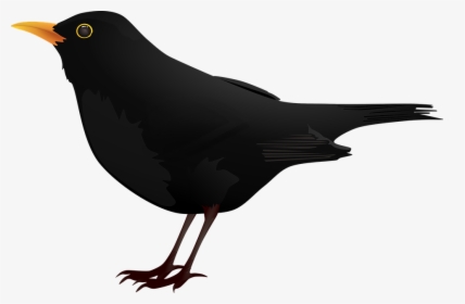 Blackbird Clip Art - Bird Clipart Black, HD Png Download, Transparent PNG