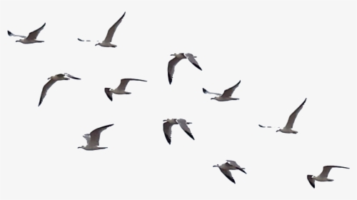 Flying Crows Clipart - Flock Of Birds Png, Transparent Png, Transparent PNG