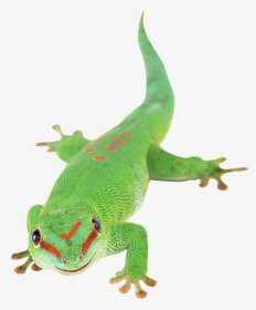 Green Lizard Transparent Background, HD Png Download, Transparent PNG