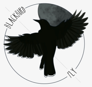Blackbird Art Drawing Northern Flicker The Beatles - Drawing Blackbird, HD Png Download, Transparent PNG