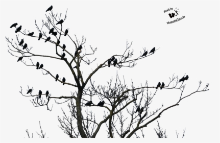 Tree With Bird Clip Art Stock - Good Evening Happy Sunday, HD Png Download, Transparent PNG