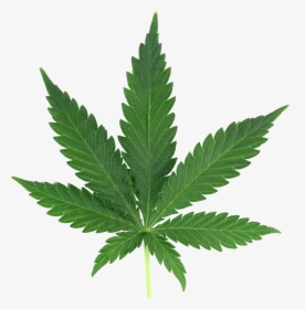 Marijuana Leaf Png Real - Marijuana Leaf Png, Transparent Png, Transparent PNG