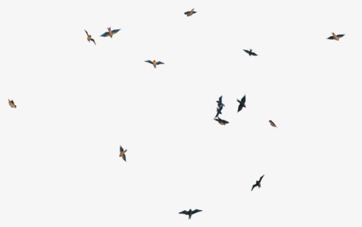 Flying Bird Png Image - Birds Flying Png Gif, Transparent Png, Transparent PNG