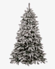 Christmas Tree Snow - Christmas Tree Png Transparent, Png Download, Transparent PNG