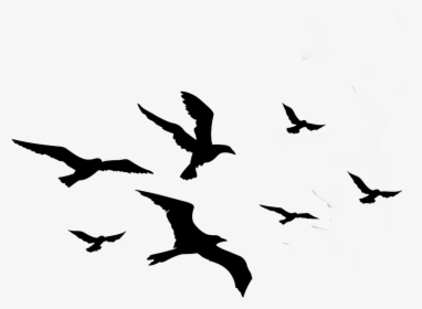 Transparent Bird Silhouette Clipart - Flock Of Birds Silhouette, HD Png Download, Transparent PNG