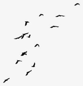 Black And White Bird Png - Silhouette Transparent Background Bird Png, Png Download, Transparent PNG