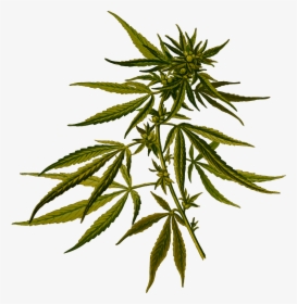 Cannabis Clip Arts - Cannabis Sativa, HD Png Download, Transparent PNG