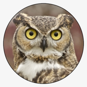 Owl Face Png, Transparent Png, Transparent PNG
