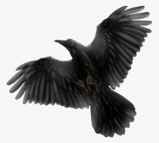 Blackbird Png Photo - Blackbird Fat Freddys Drop, Transparent Png, Transparent PNG
