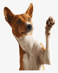 Dog Png Pet - Dog Paw In Air, Transparent Png, Transparent PNG