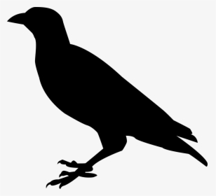 Raven, Crow, Raven Bird, Bird, Black, Sitting, Bill - Silhouette Raven Clipart, HD Png Download, Transparent PNG