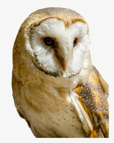 Transparent Barn Owl Clipart - White And Yellow Owl, HD Png Download, Transparent PNG