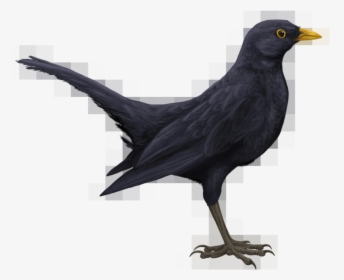 Blackbird Png Hd - Drawn Black Bird, Transparent Png, Transparent PNG