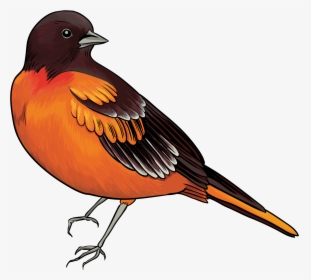 Black And Orange Bird Png Clipart - Clip Art Of Bird, Transparent Png, Transparent PNG