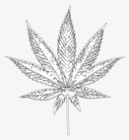 Real Weed Leaf Png - Illustration, Transparent Png, Transparent PNG