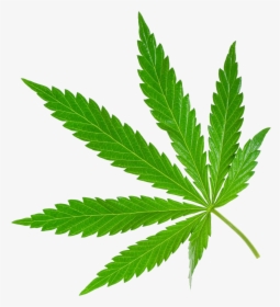 Image Purepng Free Transparent - Cannabis Png, Png Download, Transparent PNG