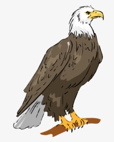Bald Eagle Eagle Png Image Clipart - Philippine Eagle Drawing With Color, Transparent Png, Transparent PNG
