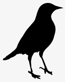 Blackbird Png Photos - Blackbird Png, Transparent Png, Transparent PNG