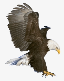 Eagle Claws - Eagle In Flight, HD Png Download, Transparent PNG