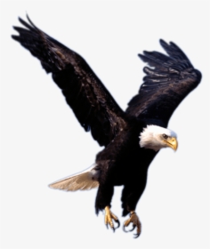 Eagle Landing - Transparent Background Eagle Logo, HD Png Download, Transparent PNG
