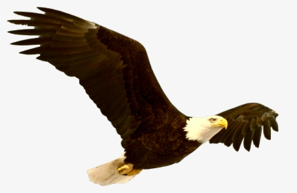 Download Bald Eagle Png File - Grand Canyon Bald Eagle, Transparent Png, Transparent PNG