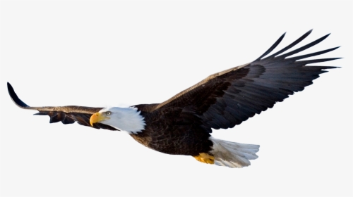 Download Bald Eagle Png File - Flying Eagle Png, Transparent Png, Transparent PNG