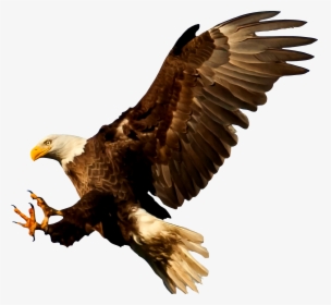 Bald Eagle Bird Silhouette - Bald Eagle Silhouette Png, Transparent Png, Transparent PNG