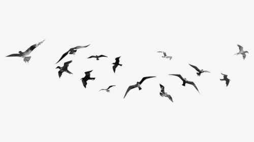 Birds Flying For Editing, HD Png Download, Transparent PNG