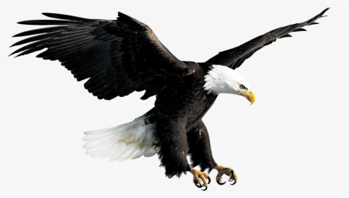 Bald Eagle Hawk Falconiformes - Eagle Png, Transparent Png, Transparent PNG