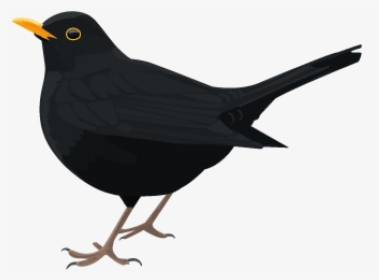 Download Blackbird Png Transparent Picture For Designing - Common Blackbird Png, Png Download, Transparent PNG