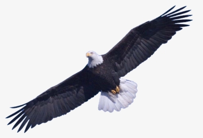 Download Bald Eagle Png Image - Eagle Transparent, Png Download, Transparent PNG