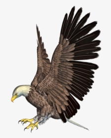Eagle Png Image, Transparent Png, Transparent PNG
