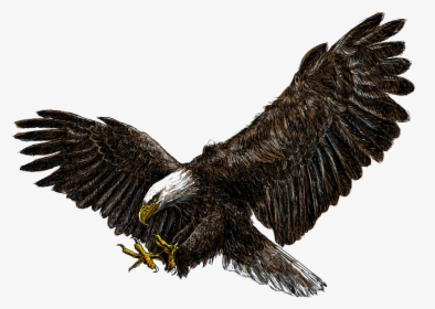 Flying Eagles Png Download - Bald Eagle White Background, Transparent Png, Transparent PNG