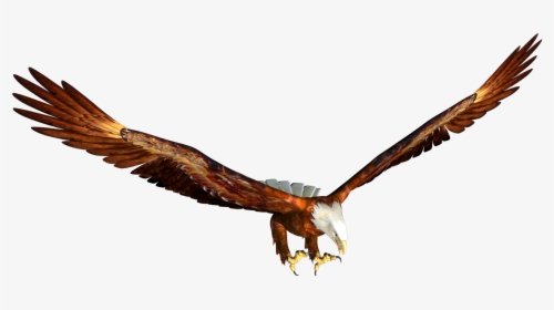 Transparent Hawk Clipart - Transparent Eagle Flying Png, Png Download, Transparent PNG