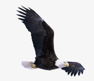 Eagle Png - Bird Png For Picsart, Transparent Png, Transparent PNG