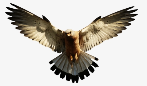 Now You Can Download Eagle Transparent Png Image - Eagle Clipart Png, Png Download, Transparent PNG