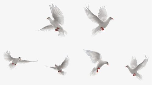 Birds Png Image Transparent - Transparent White Bird Png, Png Download, Transparent PNG