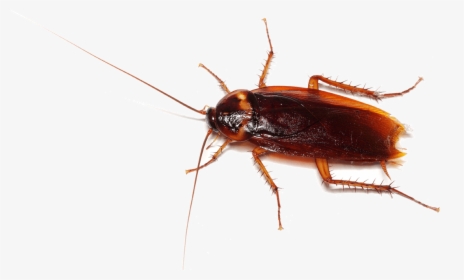 Cockroach Picture To Print, HD Png Download, Transparent PNG