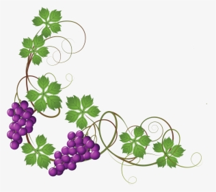 Transparent Vine Decoration Png - Grapes On Vine Clipart, Png Download, Transparent PNG