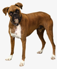 Brown Bulldog Png Clipart - Transparent Background Boxer Dog Png, Png Download, Transparent PNG