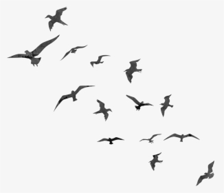 Bird Flight Swallow Flock - Transparent Birds Flying Silhouette, HD Png Download, Transparent PNG